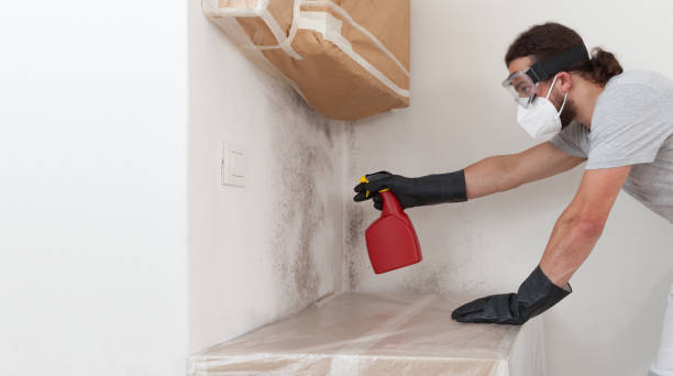 Professional Attic Mold Remediation technician working in Oceanport, NJ