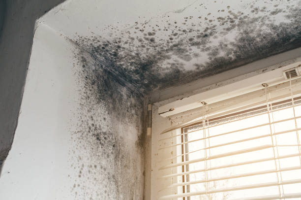 Affordable Attic Mold Remediation solutions in Oceanport, NJ